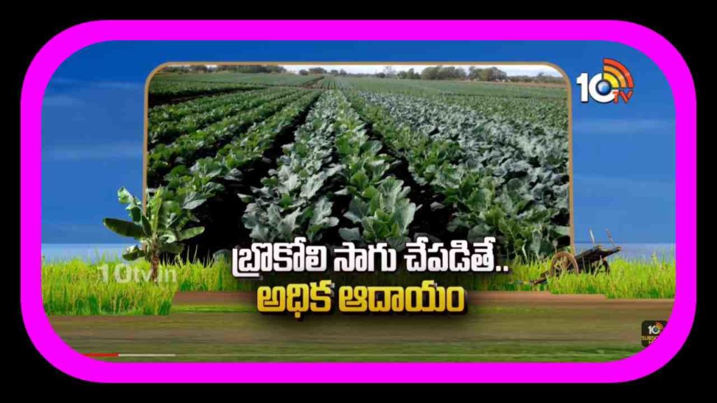 Broccoli Farming