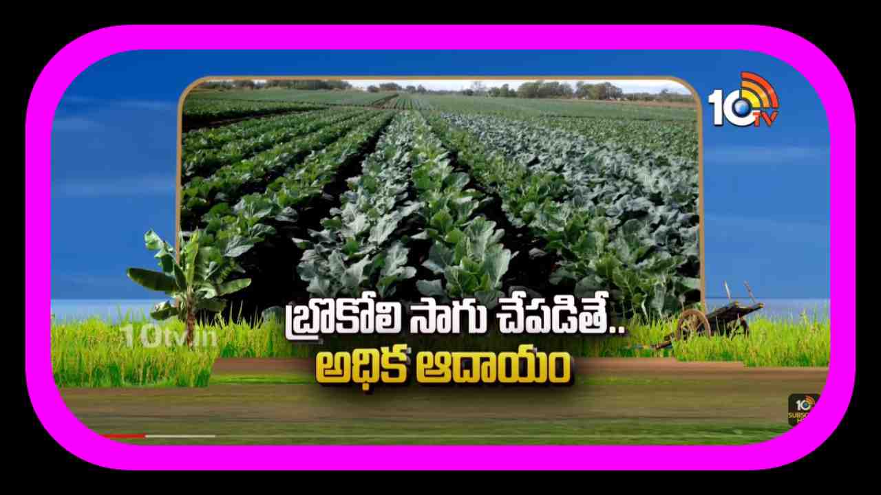 Broccoli Farming : శీతాకాలంలో బ్రోకోలి సాగు… అధిక దిగుబడులకోసం మేలైన యాజమాన్యం Broccoli Farming : శీతాకాలంలో బ్రోకోలి సాగు… అధిక దిగుబడులకోసం మేలైన యాజమాన్యం
