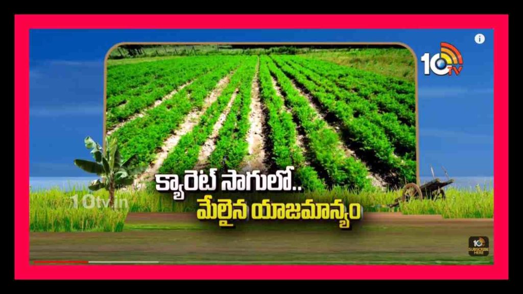 Carrot Cultivation