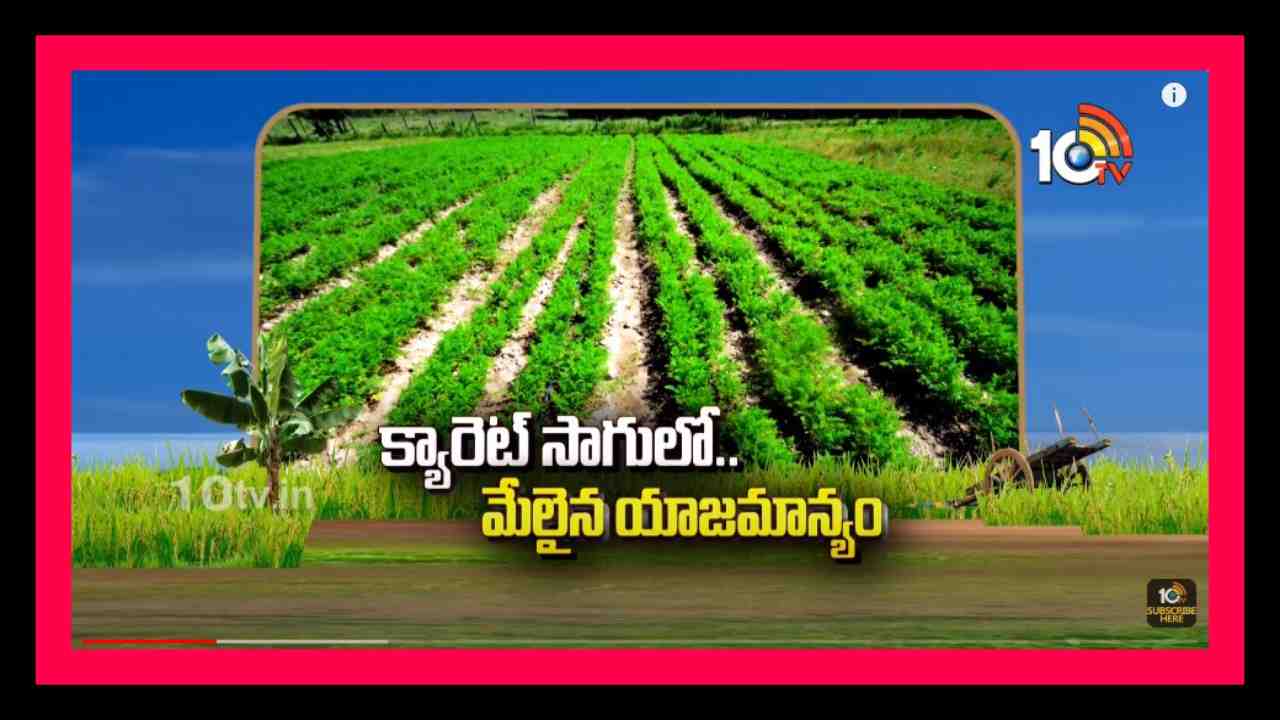 Carrot Cultivation : క్యారెట్ సాగులో నాణ్యమై దిగుబడి కోసం మెళకువలు Carrot Cultivation : క్యారెట్ సాగులో నాణ్యమై దిగుబడి కోసం మెళకువలు