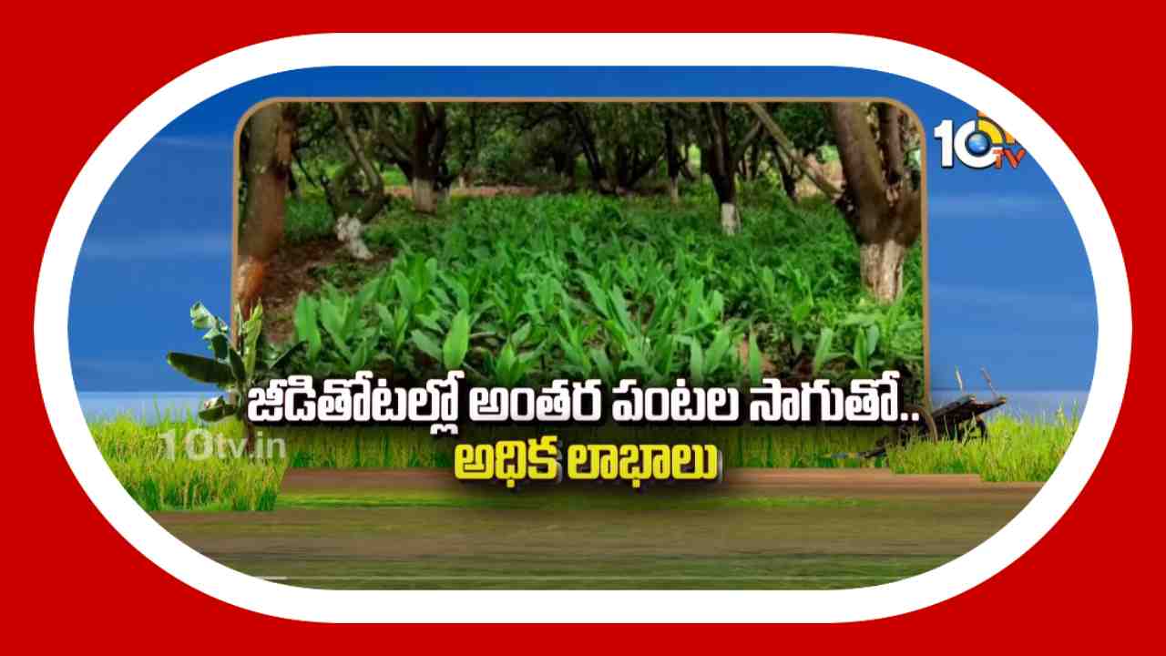 Cashew Plantations : జీడితోటల్లో అంతర పంటల సాగుతో.. అధిక లాభాలు Cashew Plantations : జీడితోటల్లో అంతర పంటల సాగుతో.. అధిక లాభాలు