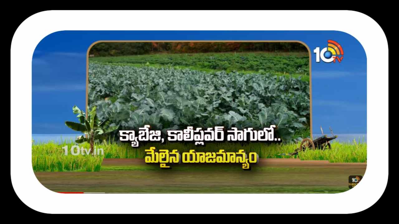 Cabbage and Cauliflower Cultivation : క్యాబేజి, కాలీప్లవర్ సాగులో అధిక దిగుబడులకు మేలైన యాజమాన్యం Cabbage and Cauliflower Cultivation : క్యాబేజి, కాలీప్లవర్ సాగులో అధిక దిగుబడులకు మేలైన యాజమాన్యం