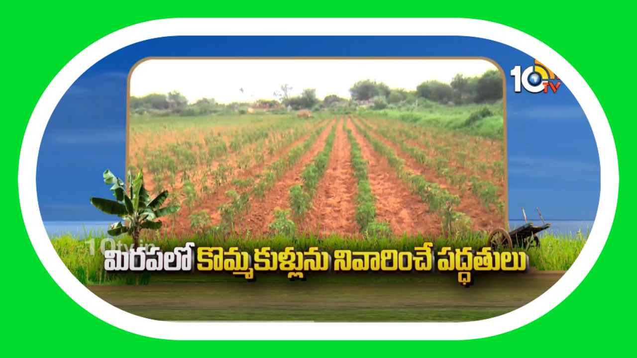 Chilli Crop : మిరపలో కొమ్మకుళ్లు తెగులు ఉధృతి.. నివారణకు శాస్త్రవేత్తల సూచనలు Chilli Crop : మిరపలో కొమ్మకుళ్లు తెగులు ఉధృతి.. నివారణకు శాస్త్రవేత్తల సూచనలు