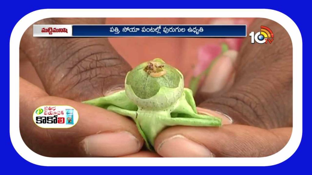 Cotton Crop