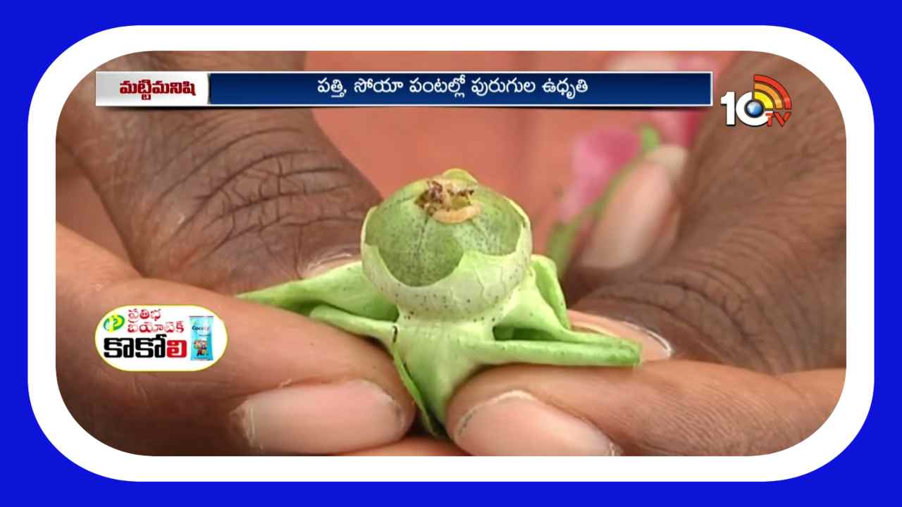Pest Control : పత్తిలో పురుగుల నివారణకు చేపట్టాల్సిన యాజమాన్య చర్యలు Pest Control : పత్తిలో పురుగుల నివారణకు చేపట్టాల్సిన యాజమాన్య చర్యలు