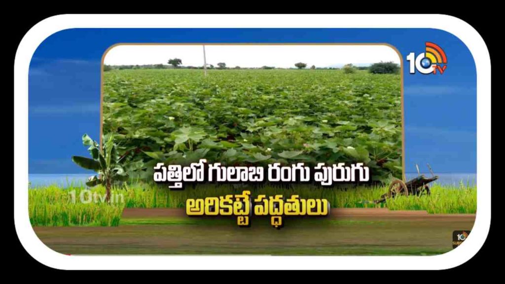 Cotton Cultivation