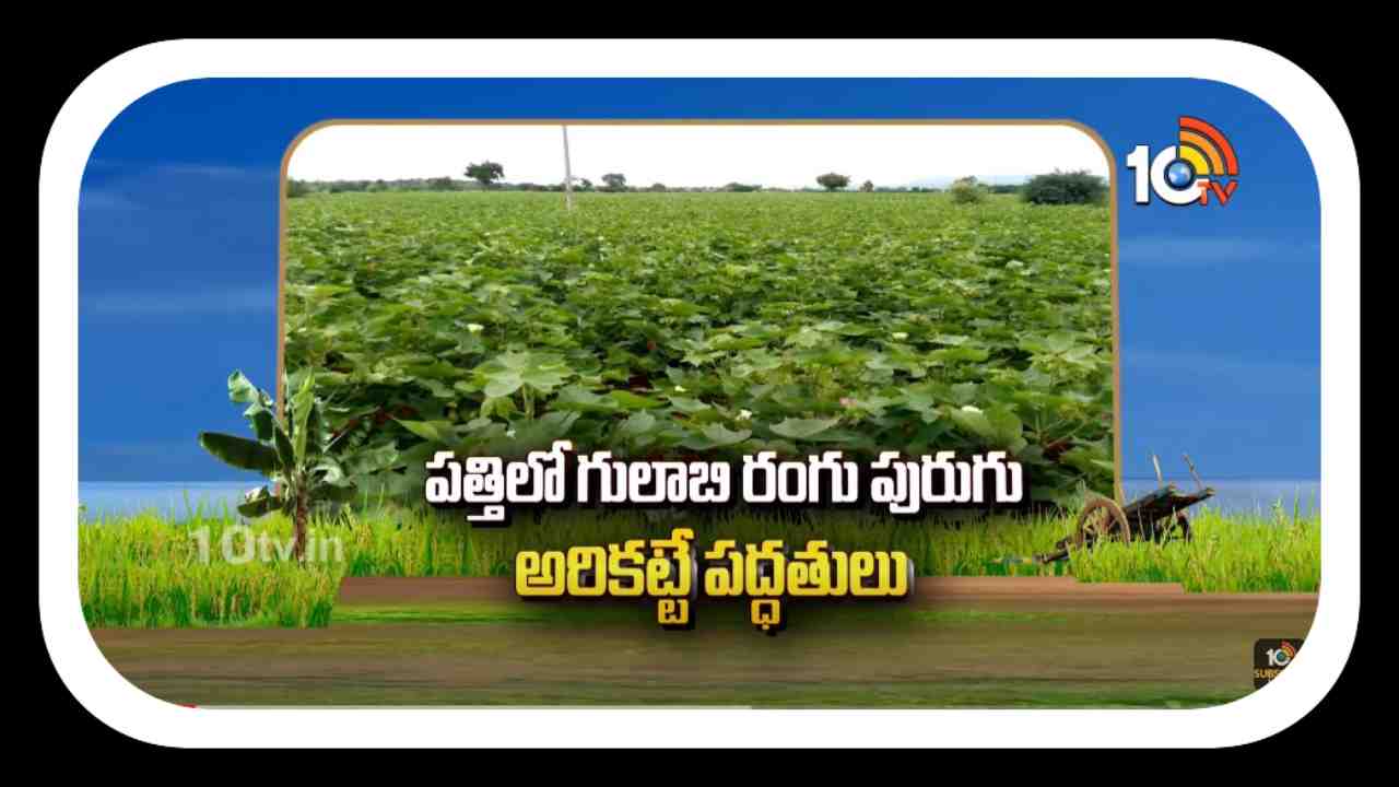 Pink Bollworms : పత్తిలో గులాబి పురుగుల ఉధృతి.. నివారణకు శాస్త్రవేత్తల సూచనలు Pink Bollworms : పత్తిలో గులాబి పురుగుల ఉధృతి.. నివారణకు శాస్త్రవేత్తల సూచనలు
