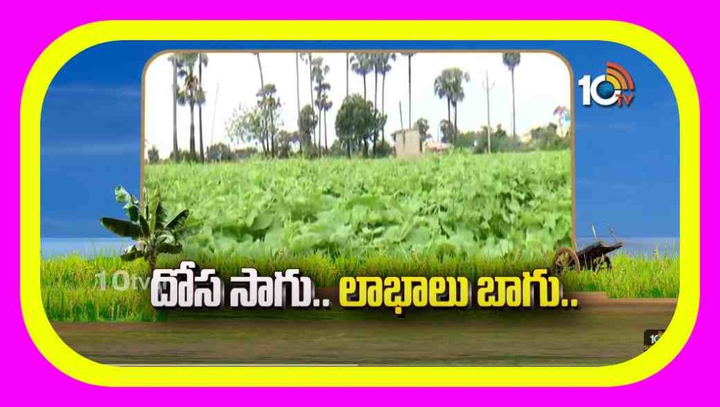 Cucumber Cultivation