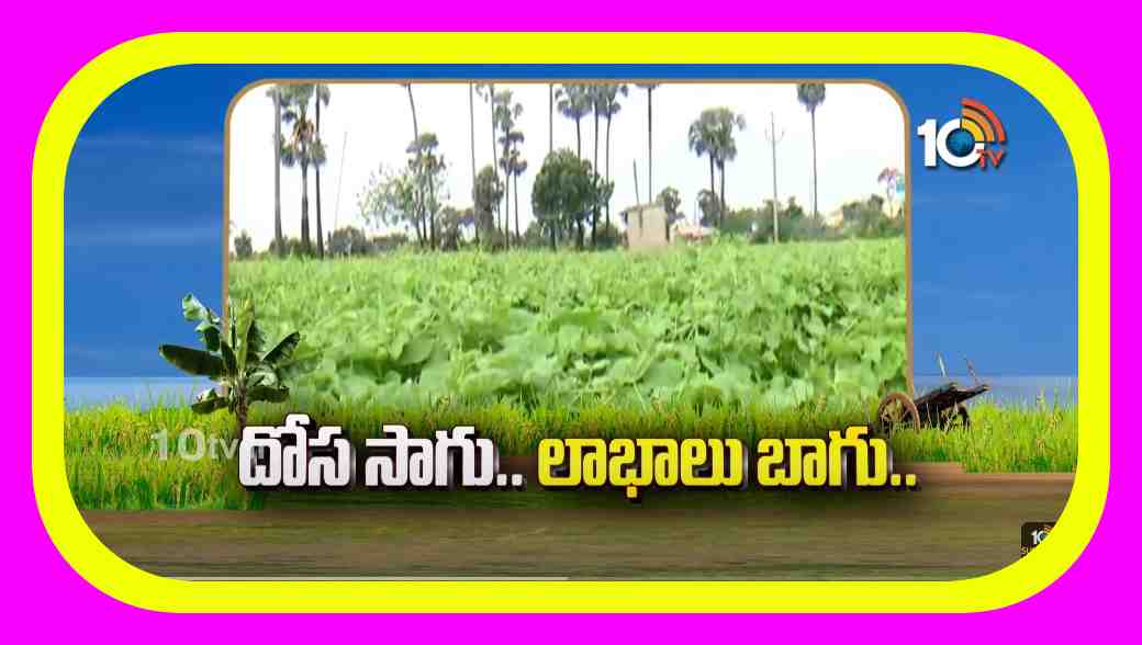 Cucumber Cultivation : తక్కువ పెట్టుబడి.. తక్కువ సమయంలోనే పంట చేతికి.. దోససాగుతో సత్ఫలితాలు Cucumber Cultivation : తక్కువ పెట్టుబడి.. తక్కువ సమయంలోనే పంట చేతికి.. దోససాగుతో సత్ఫలితాలు