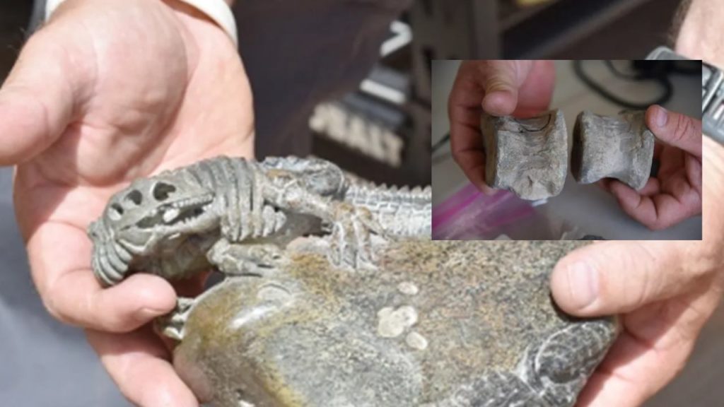 Dinosaur Bones Sales
