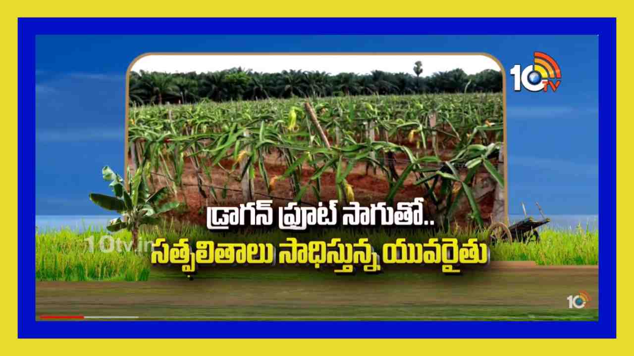 Dragon Fruit Cultivation : సంప్రదాయ పంటల స్థానంలో డ్రాగన్ ఫ్రూట్ సాగు Dragon Fruit Cultivation : సంప్రదాయ పంటల స్థానంలో డ్రాగన్ ఫ్రూట్ సాగు