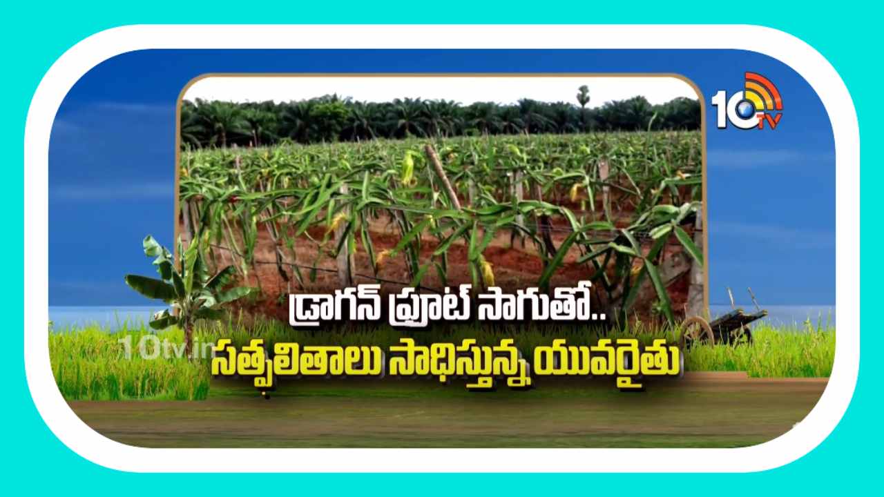 Dragon Fruit Cultivation : డ్రాగన్ ఫ్రూట్ సాగుతో.. సత్ఫలితాలు సాధిస్తున్న యువరైతు Dragon Fruit Cultivation : డ్రాగన్ ఫ్రూట్ సాగుతో.. సత్ఫలితాలు సాధిస్తున్న యువరైతు
