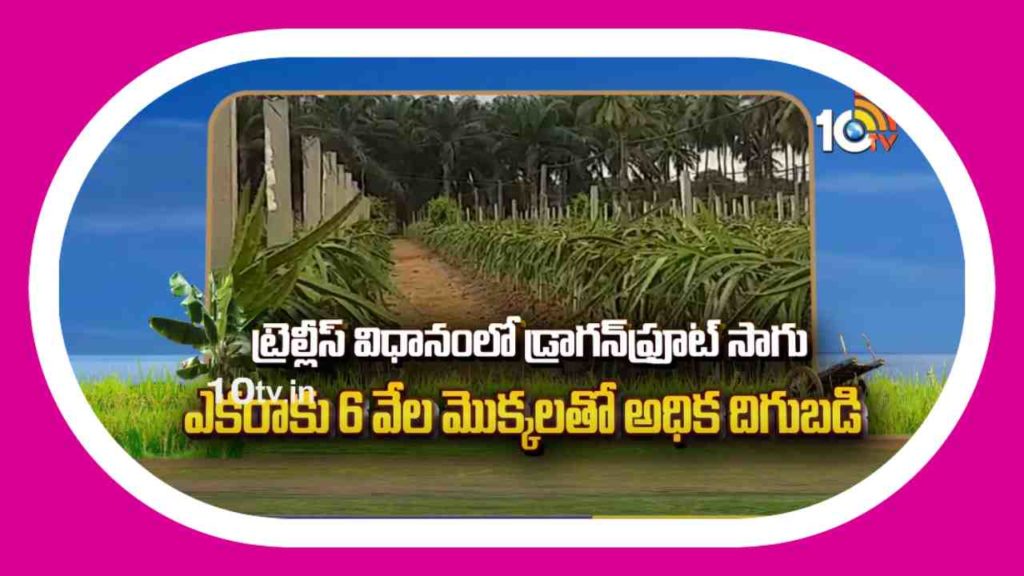 Dragon Fruit Farming