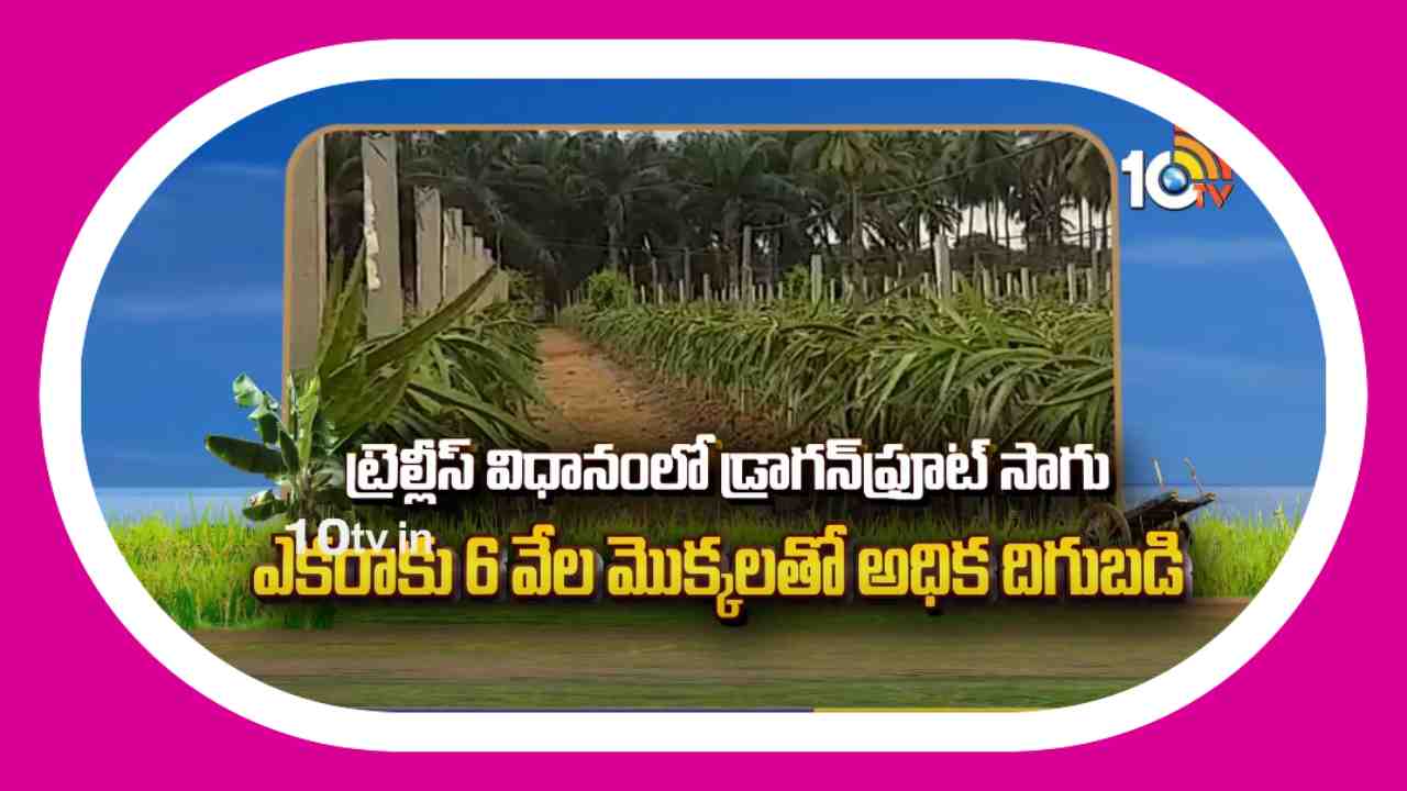 Dragon Fruit Farming : ట్రెల్లీస్ విధానంలో డ్రాగన్ ఫ్రూట్ సాగు Dragon Fruit Farming : ట్రెల్లీస్ విధానంలో డ్రాగన్ ఫ్రూట్ సాగు
