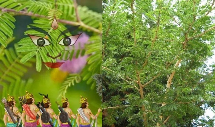 Dussehra 2023: దసర పండుగ రోజు జమ్మి చెట్టును ఎందుకు పూజిస్తారు..? విజయాలకు జమ్మిచెట్టుకు ఉన్న సంబంధమేంటి…? Dussehra 2023: దసర పండుగ రోజు జమ్మి చెట్టును ఎందుకు పూజిస్తారు..? విజయాలకు జమ్మిచెట్టుకు ఉన్న సంబంధమేంటి…?