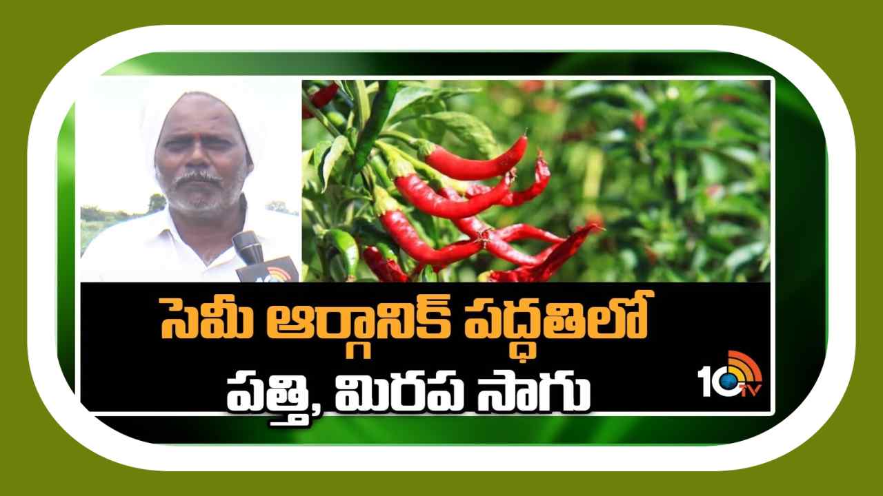 Farming In Orgnic : సెమీఆర్గానిక్ పద్ధతిలో పత్తి, మిరప సాగు Farming In Orgnic : సెమీఆర్గానిక్ పద్ధతిలో పత్తి, మిరప సాగు