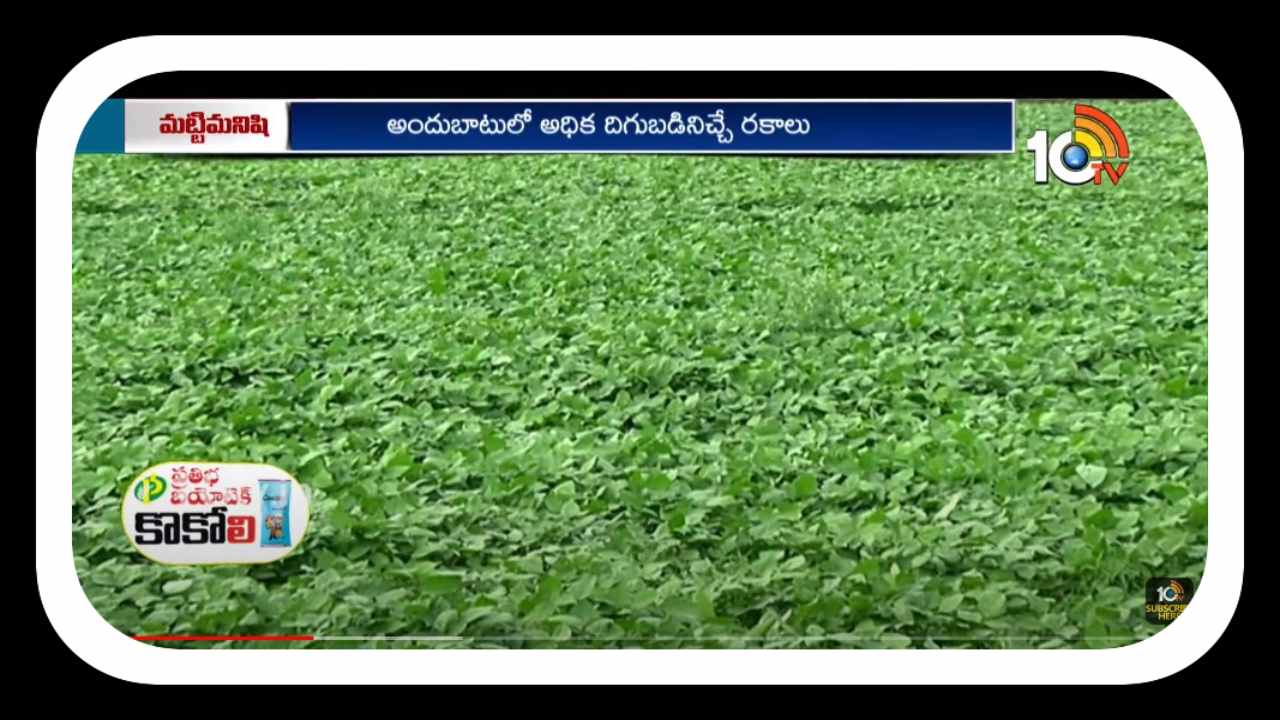 Green Gram : రబీకి అనువైన పెసర రకాలు.. అధిక దిగుబడుల కోసం మేలైన యాజమాన్యం Green Gram : రబీకి అనువైన పెసర రకాలు.. అధిక దిగుబడుల కోసం మేలైన యాజమాన్యం