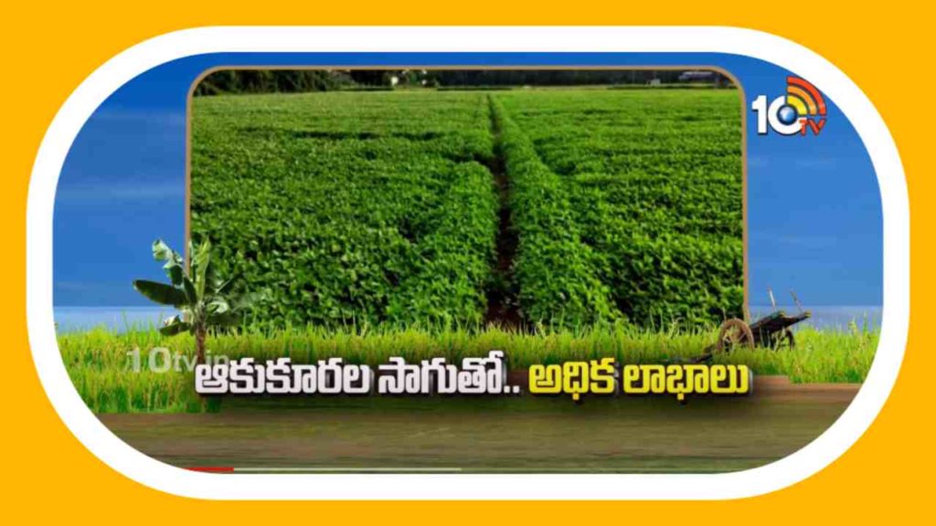 Green Leafy Vegetables