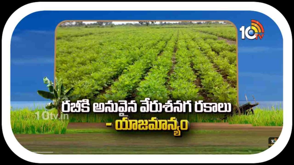 Groundnut Cultivation