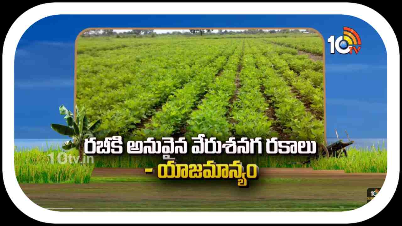 Groundnut Varieties : రబీకి అనువైన వేరుశనగ రకాలు.. సాగులో పాటించాల్సిన మేలైన యాజమాన్య పద్ధతులు Groundnut Varieties : రబీకి అనువైన వేరుశనగ రకాలు.. సాగులో పాటించాల్సిన మేలైన యాజమాన్య పద్ధతులు