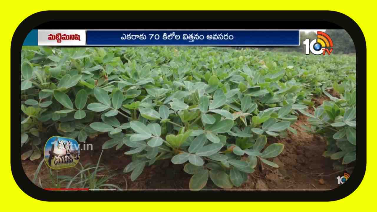 Groundnut Farming : వేరుశనగలో అధిక దిగుబడులకోసం మెళకువలు Groundnut Farming : వేరుశనగలో అధిక దిగుబడులకోసం మెళకువలు