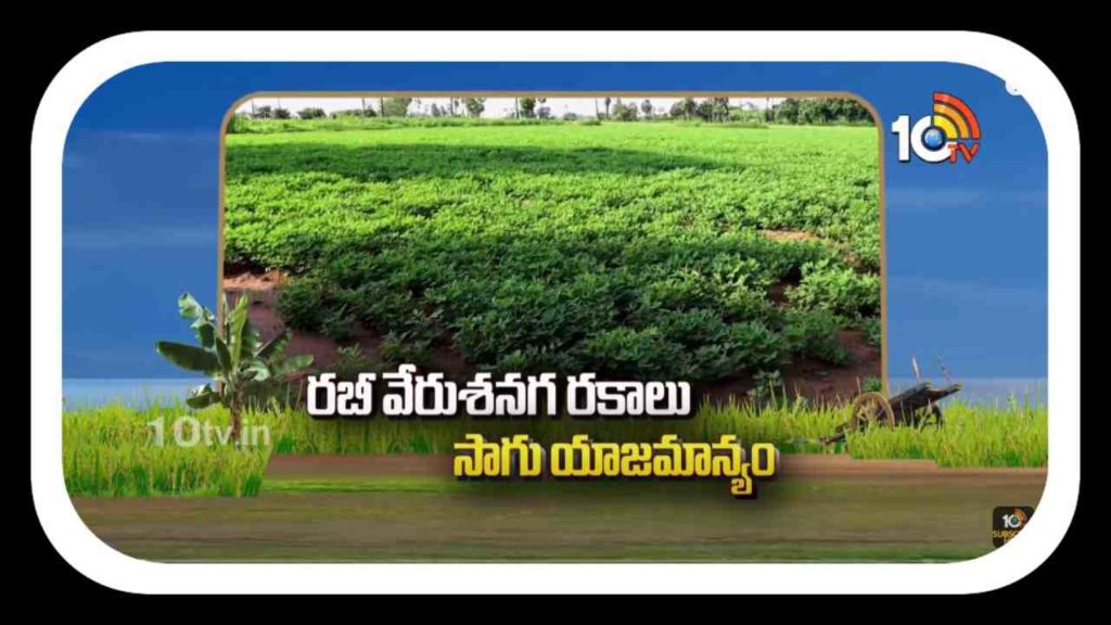 Groundnut Varieties