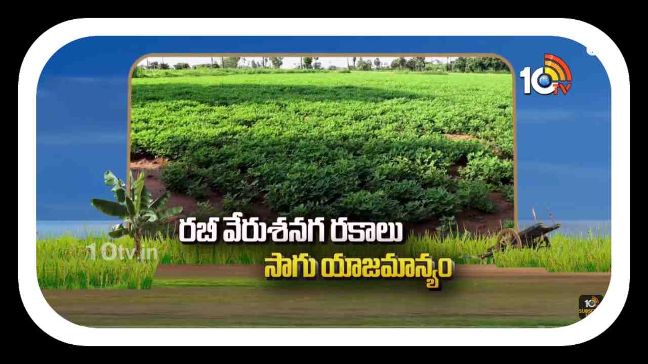 Groundnut Varieties : రబీకి అనువైన వేరుశనగ రకాలు.. సాగులో అధిక దిగుబడుల కోసం శాస్త్రవేత్తల సూచనలు Groundnut Varieties : రబీకి అనువైన వేరుశనగ రకాలు.. సాగులో అధిక దిగుబడుల కోసం శాస్త్రవేత్తల సూచనలు
