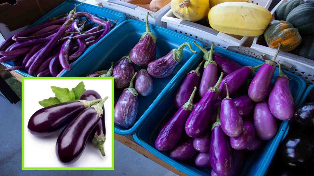 Health Benefits of Eggplants : వంకాయలు ఆరోగ్యానికి ఎలాంటి ప్రయోజనాలు అందిస్తాయో తెలుసా ? Health Benefits of Eggplants : వంకాయలు ఆరోగ్యానికి ఎలాంటి ప్రయోజనాలు అందిస్తాయో తెలుసా ?