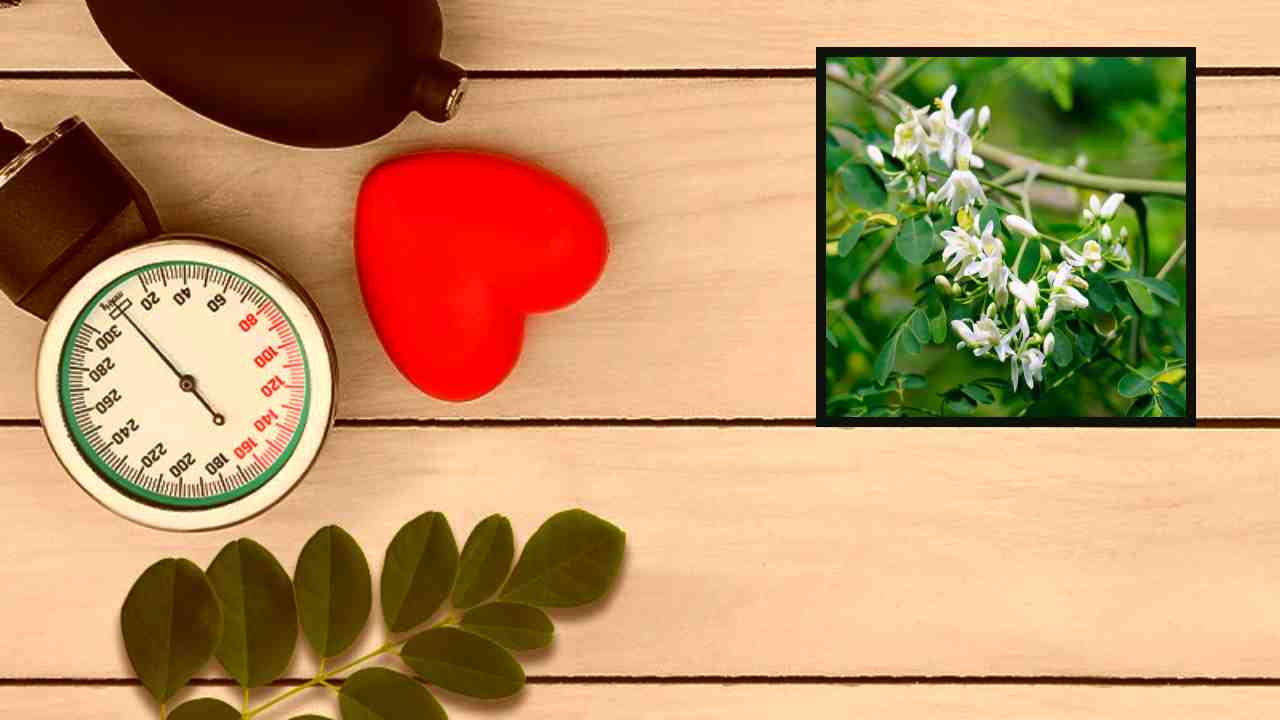 Moringa Flowers : అధిక రక్తపోటును నియంత్రణలో ఉంచటంలో సహాయపడే మునగ పువ్వులు ! Moringa Flowers : అధిక రక్తపోటును నియంత్రణలో ఉంచటంలో సహాయపడే మునగ పువ్వులు !