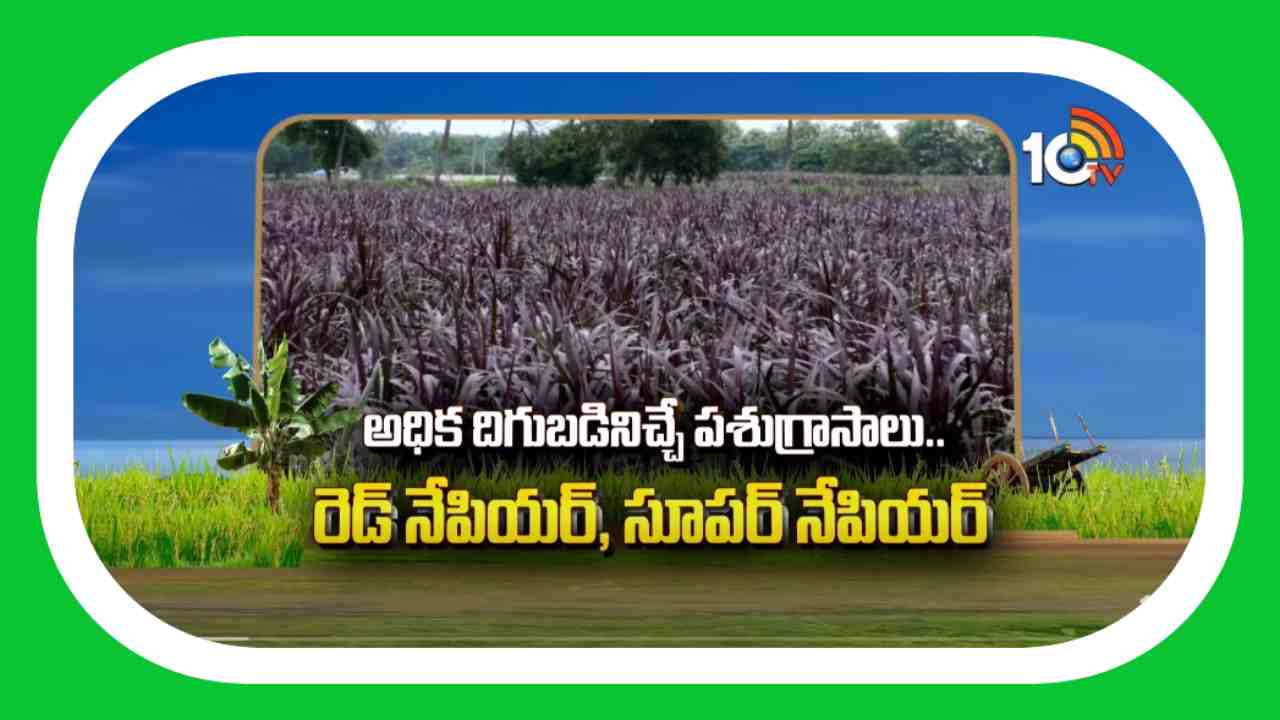 High Yielding Fodder : అధిక దిగుబడినిచ్చే పశుగ్రాసాలు.. రెడ్ నేపియర్, సూపర్ నేపియర్ High Yielding Fodder : అధిక దిగుబడినిచ్చే పశుగ్రాసాలు.. రెడ్ నేపియర్, సూపర్ నేపియర్