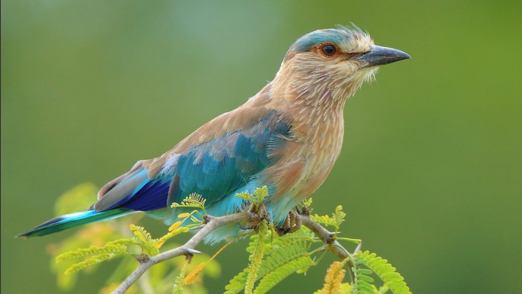 Indian Roller Importance