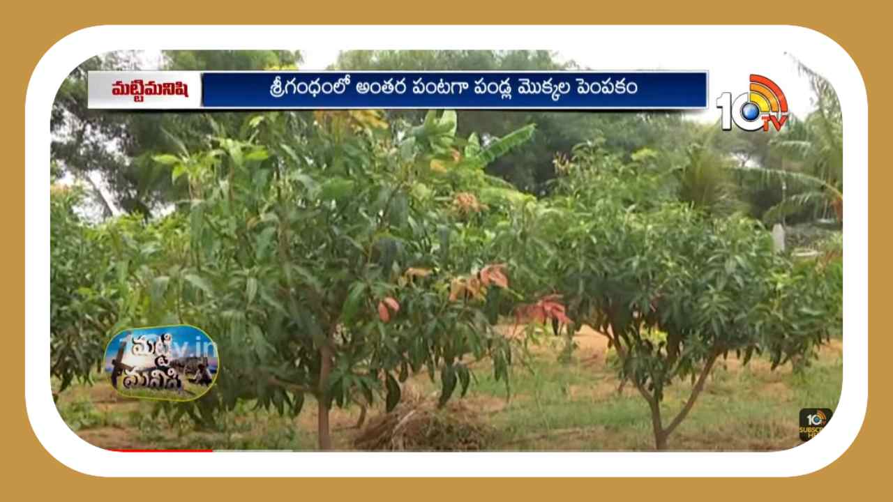 Integrated Farming : పండ్లు, శ్రీగంధం, చేపల పెంపకంతో సమీకృత వ్యవసాయం Integrated Farming : పండ్లు, శ్రీగంధం, చేపల పెంపకంతో సమీకృత వ్యవసాయం