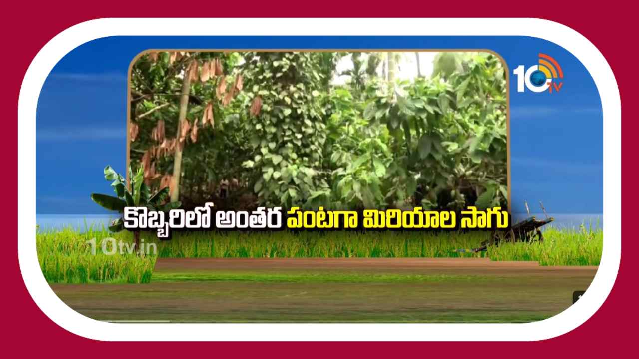Intercrop in Coconut : ఒక పెట్టుబడితో నాలు పంటల దిగుబడి తీస్తున్న రైతు Intercrop in Coconut : ఒక పెట్టుబడితో నాలు పంటల దిగుబడి తీస్తున్న రైతు