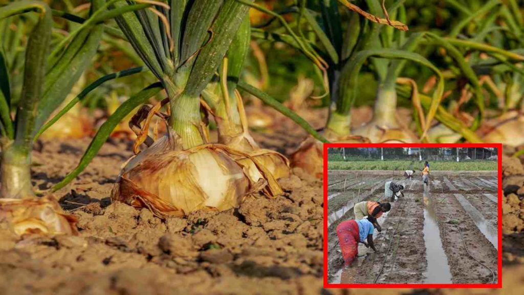 Onion Production