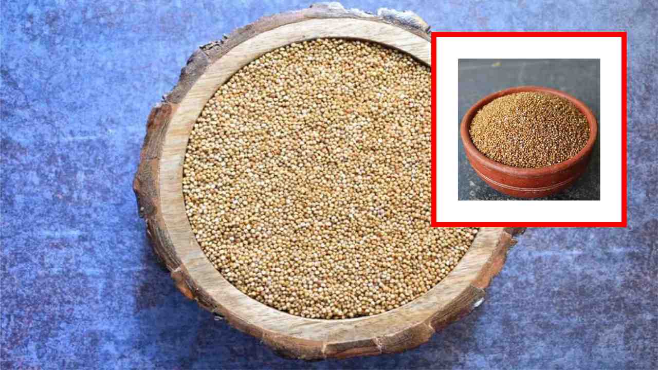Kodo Millets Benefits : శరీరంలో రోగనిరోధక శక్తిని పెంచటంతోపాటు, మధుమేహులకు మేలు చేసే అరికెలు ! Kodo Millets Benefits : శరీరంలో రోగనిరోధక శక్తిని పెంచటంతోపాటు, మధుమేహులకు మేలు చేసే అరికెలు !