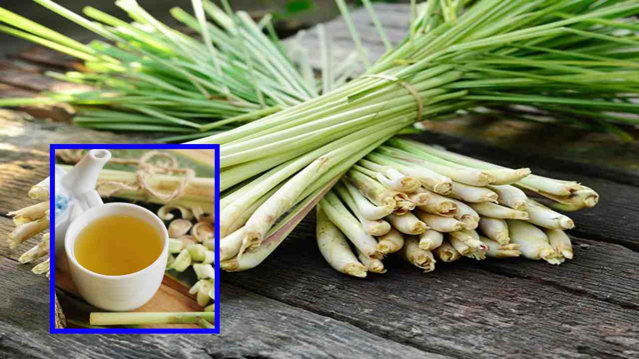 Lemon Grass Tea : నొప్పుల నుండి ఉపశమనం కలిగించంతోపాటు, ఫంగల్ ఇన్ఫెక్షన్స్ తగ్గించే లెమన్ గ్రాస్ టీ ! Lemon Grass Tea : నొప్పుల నుండి ఉపశమనం కలిగించంతోపాటు, ఫంగల్ ఇన్ఫెక్షన్స్ తగ్గించే లెమన్ గ్రాస్ టీ !