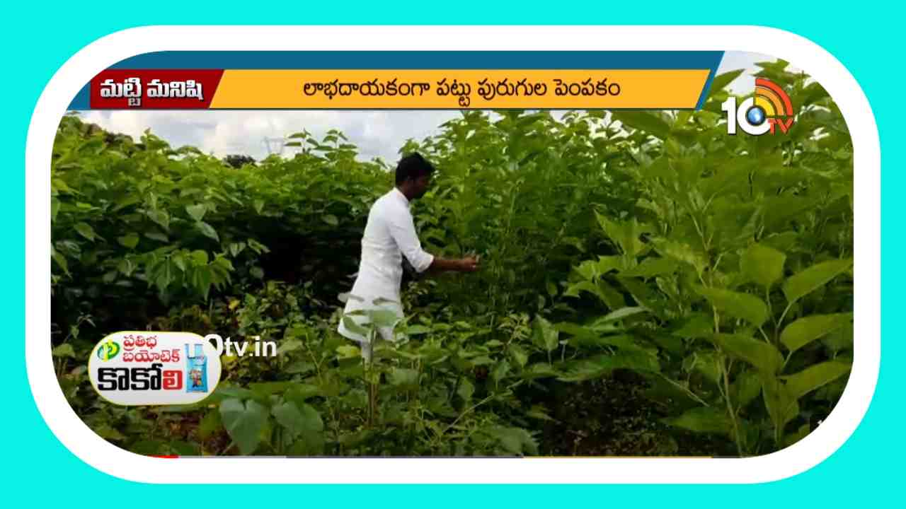 Mulberry Cultivation : రెండెకరాల్లో పట్టుపురుగుల పెంపకం.. నెలకు లక్షరూపాయల నికర ఆదాయం Mulberry Cultivation : రెండెకరాల్లో పట్టుపురుగుల పెంపకం.. నెలకు లక్షరూపాయల నికర ఆదాయం