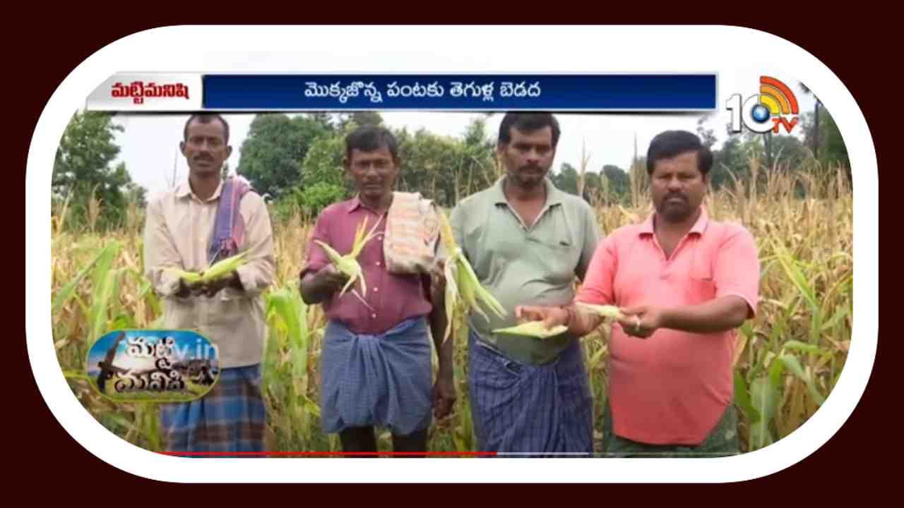 Corn Farming : తెగుళ్లతో మొక్కజొన్న రైతులకు తీవ్రనష్టం Corn Farming : తెగుళ్లతో మొక్కజొన్న రైతులకు తీవ్రనష్టం