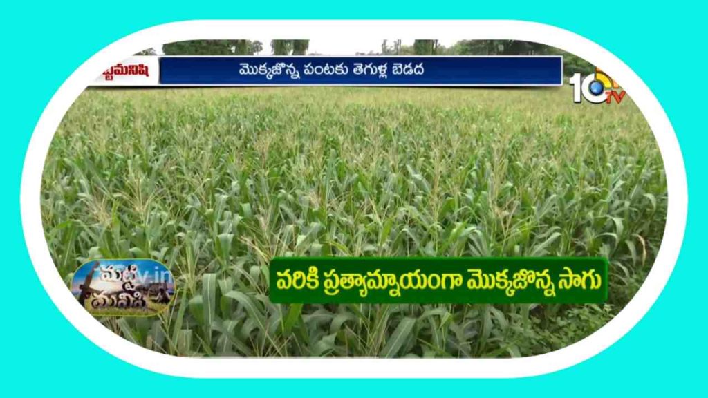 Maize Cultivation