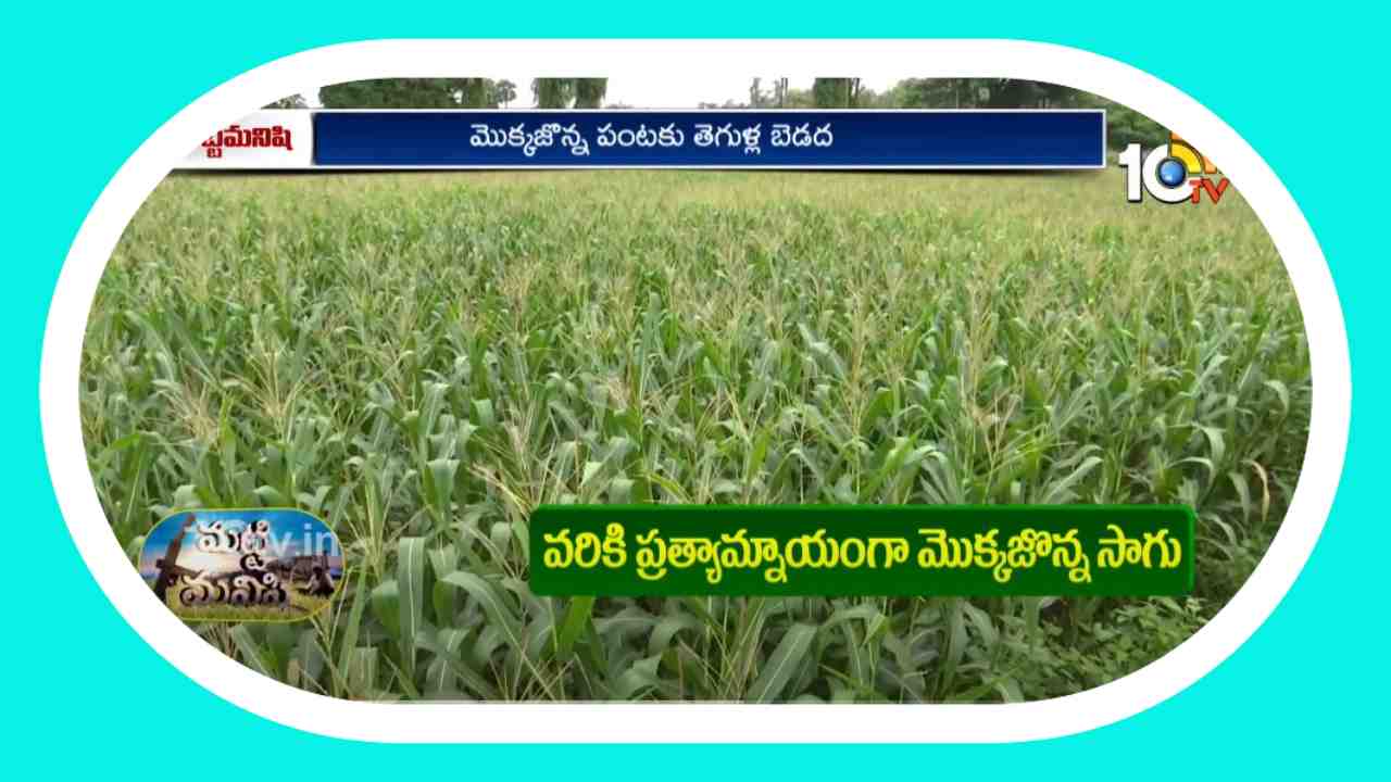 Maize Cultivation : తెగుళ్లతో మొక్కజొన్న రైతులకు తీవ్రనష్టం Maize Cultivation : తెగుళ్లతో మొక్కజొన్న రైతులకు తీవ్రనష్టం