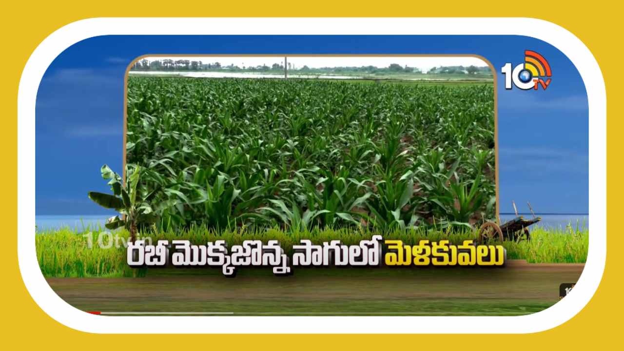 Maize Cultivation : రబీ మొక్కజొన్న సాగులో మెళకువలు Maize Cultivation : రబీ మొక్కజొన్న సాగులో మెళకువలు