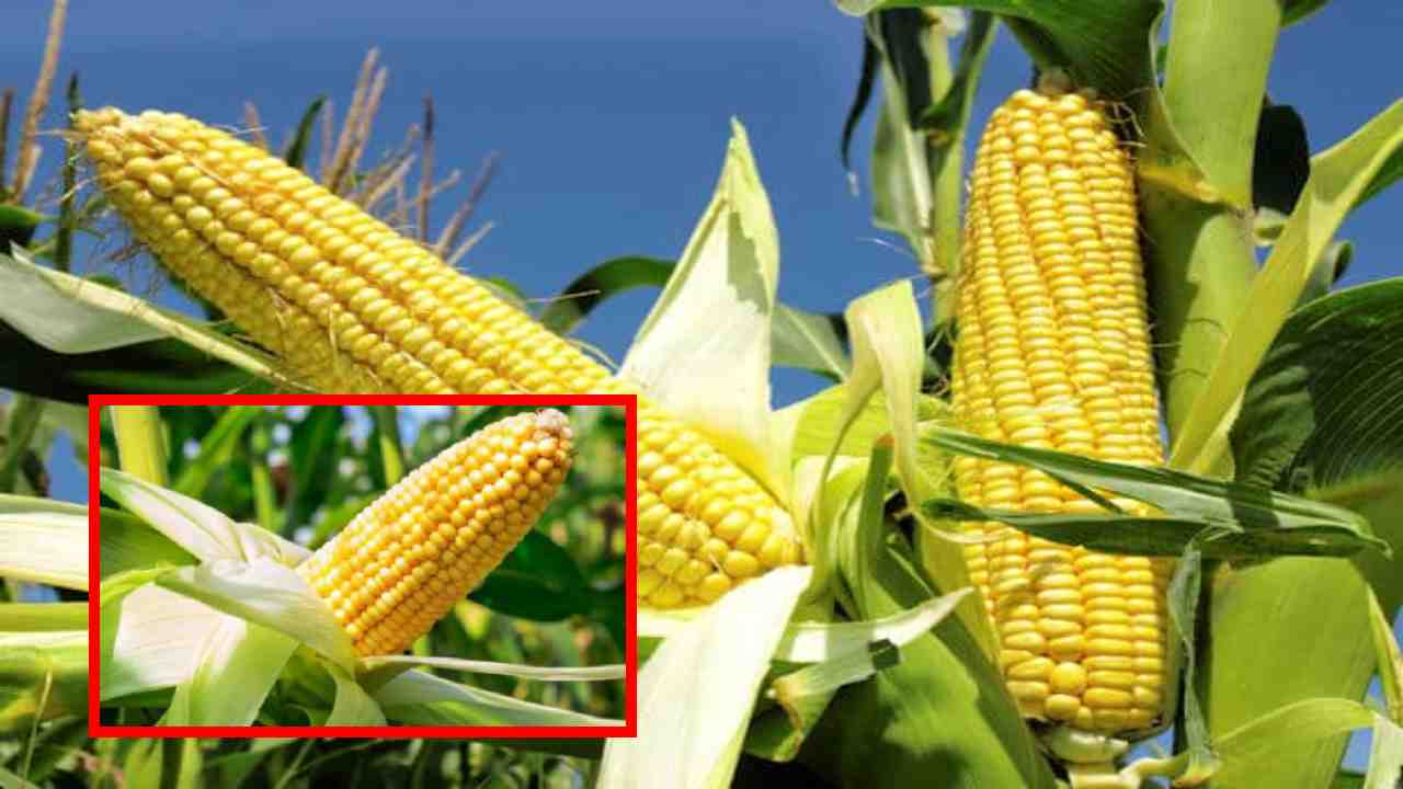 Kharif maize : ఖరీఫ్ మొక్కజొన్న సాగులో పాటించాల్సిన జాగ్రత్తలు..నాణ్యతా ప్రమాణాలు Kharif maize : ఖరీఫ్ మొక్కజొన్న సాగులో పాటించాల్సిన జాగ్రత్తలు..నాణ్యతా ప్రమాణాలు