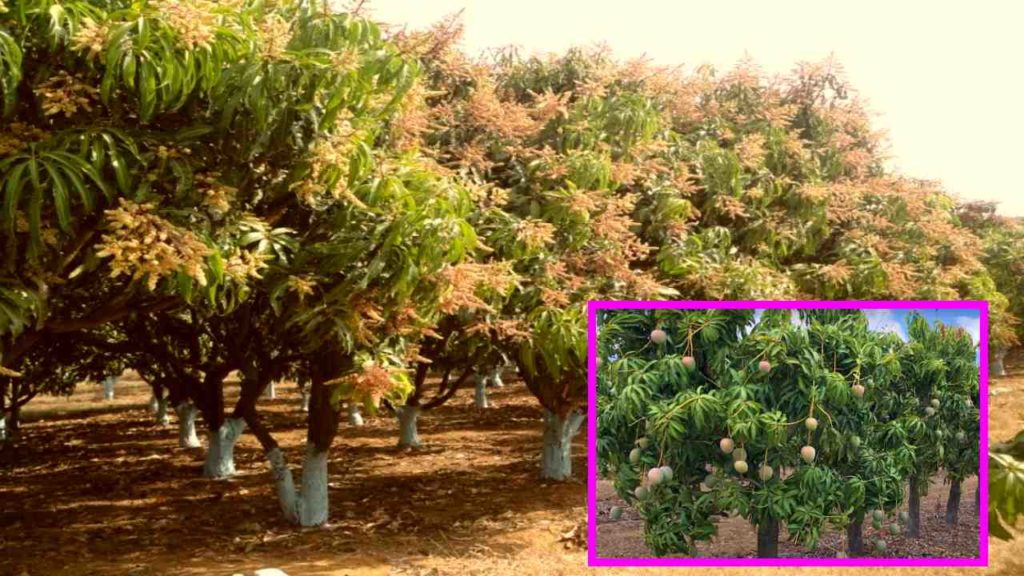 Mango Production