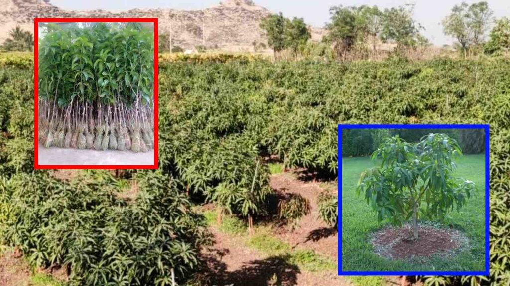 Mango planting