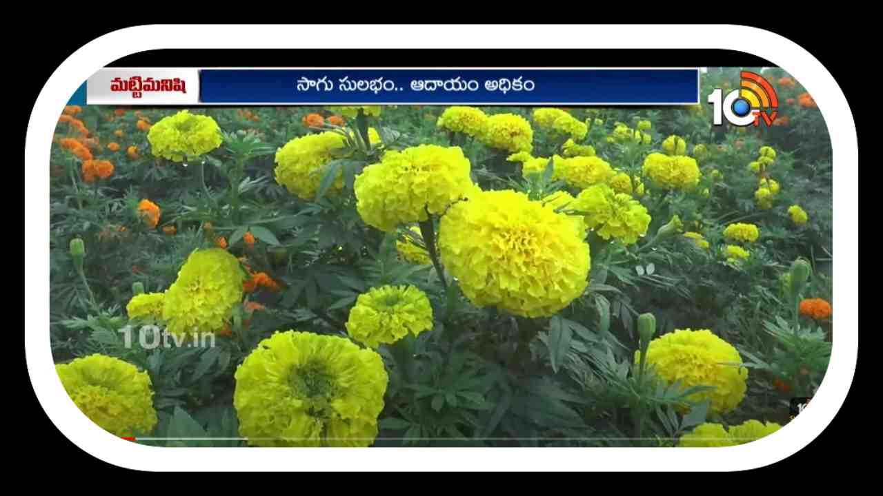 Marigold Cultivation : బంతిసాగులో అధిక దిగుబడుల కోసం సాగులో చేపట్టాల్సిన యాజమాన్యం Marigold Cultivation : బంతిసాగులో అధిక దిగుబడుల కోసం సాగులో చేపట్టాల్సిన యాజమాన్యం