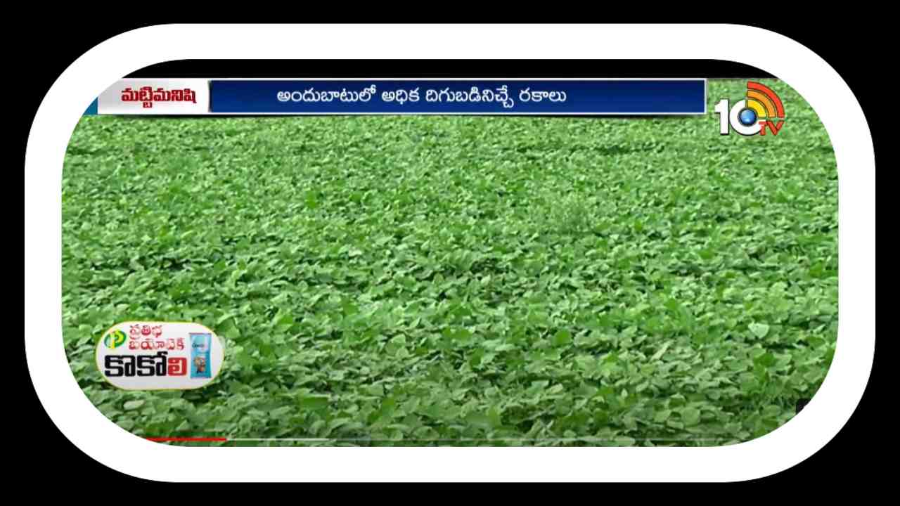 Management of Cultivation : రబీకి అనువైన అపరాల రకాలు.. అధిక దిగుబడుల కోసం సాగు మేలైన యాజమాన్యం Management of Cultivation : రబీకి అనువైన అపరాల రకాలు.. అధిక దిగుబడుల కోసం సాగు మేలైన యాజమాన్యం