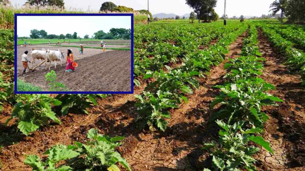 Metta Crops Cultivation