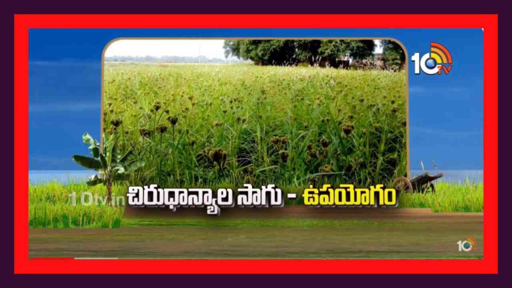 Millet Cultivation