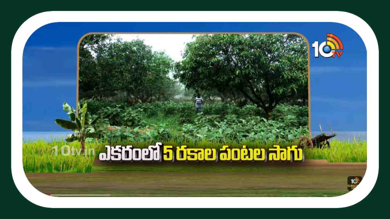 Multi-Crop Cultivation : ప్రకృతి విధానంలో బహుళ పంటల సాగు Multi-Crop Cultivation : ప్రకృతి విధానంలో బహుళ పంటల సాగు