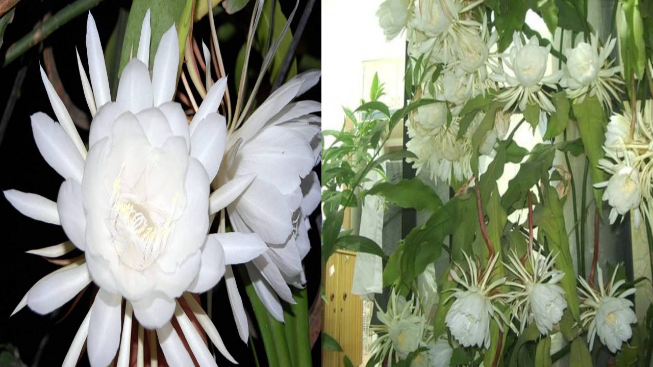 Brahma Kamal : మీ ఇంట్లో బ్రహ్మ కమలం పూసిందా? దేనికి సంకేతమో తెలుసా.. Brahma Kamal : మీ ఇంట్లో బ్రహ్మ కమలం పూసిందా? దేనికి సంకేతమో తెలుసా..